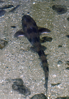 BB 07 0163 / Scyliorhinus canicula / Småflekket rødhai <br /> Trachinus draco / Fjesing